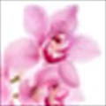 Orchid